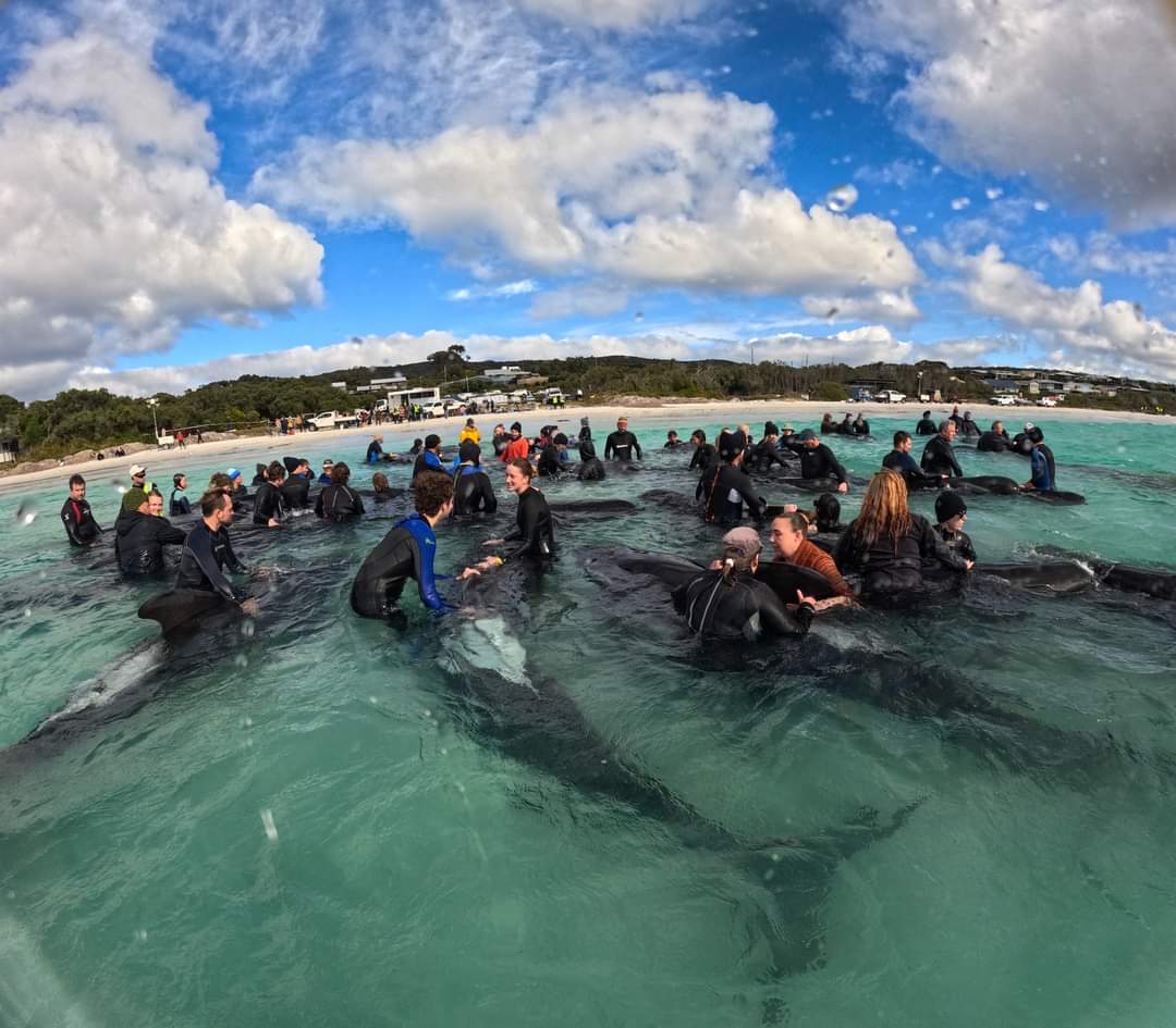 Volunteers and staff try to rescue the remaining 45 pilot whales. (Photo: Facebook/Parks and Wildlife Service, Western Australia)