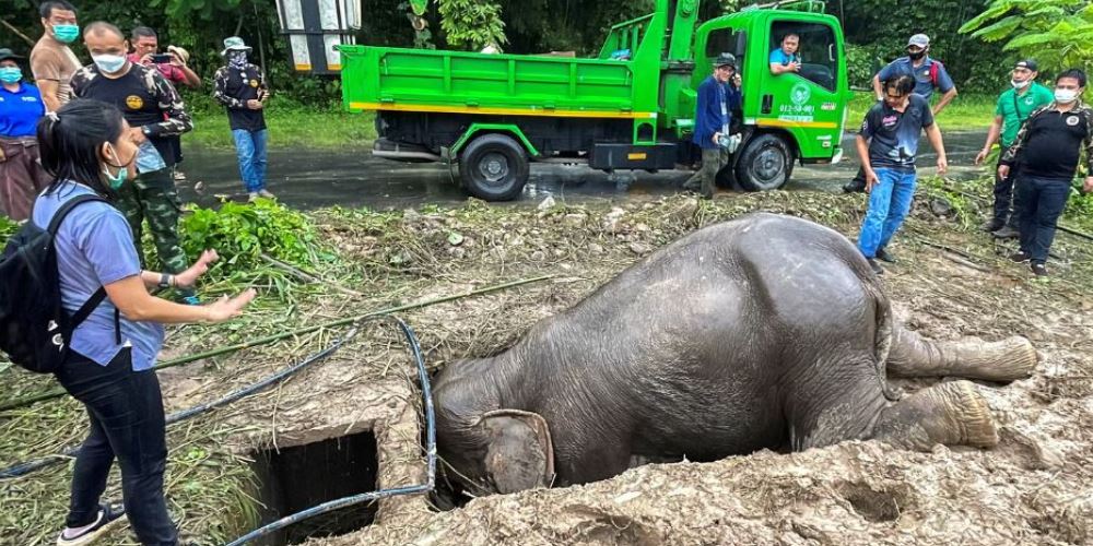 A veterinarian and rescue workers rescue a mother elephant after it fell into a manhole in Khao Yai National Park, Nakhon Nayok province, Thailand. REUTERS / Taanruuamchon