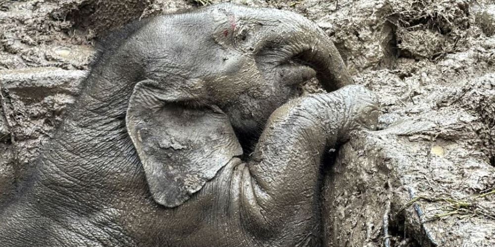 An elephant calf is seen inside a manhole after it fell in Khao Yai National Park, Nakhon Nayok province. REUTERS / Taanruuamchon