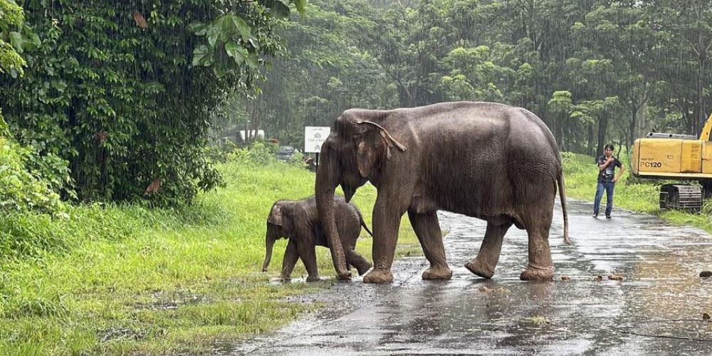 Both the elephants walked away together after the rescue operation. REUTERS / Taanruuamchon