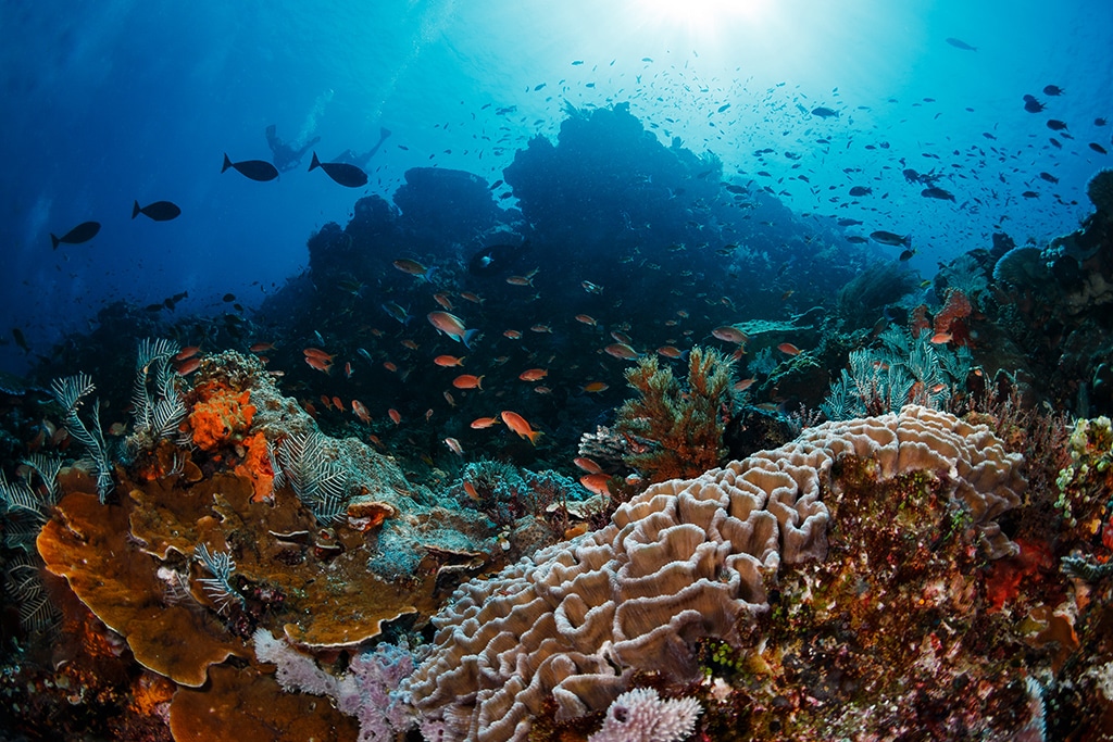 Batu Bolong Reef in Komodo Island (photo: flickr.com)