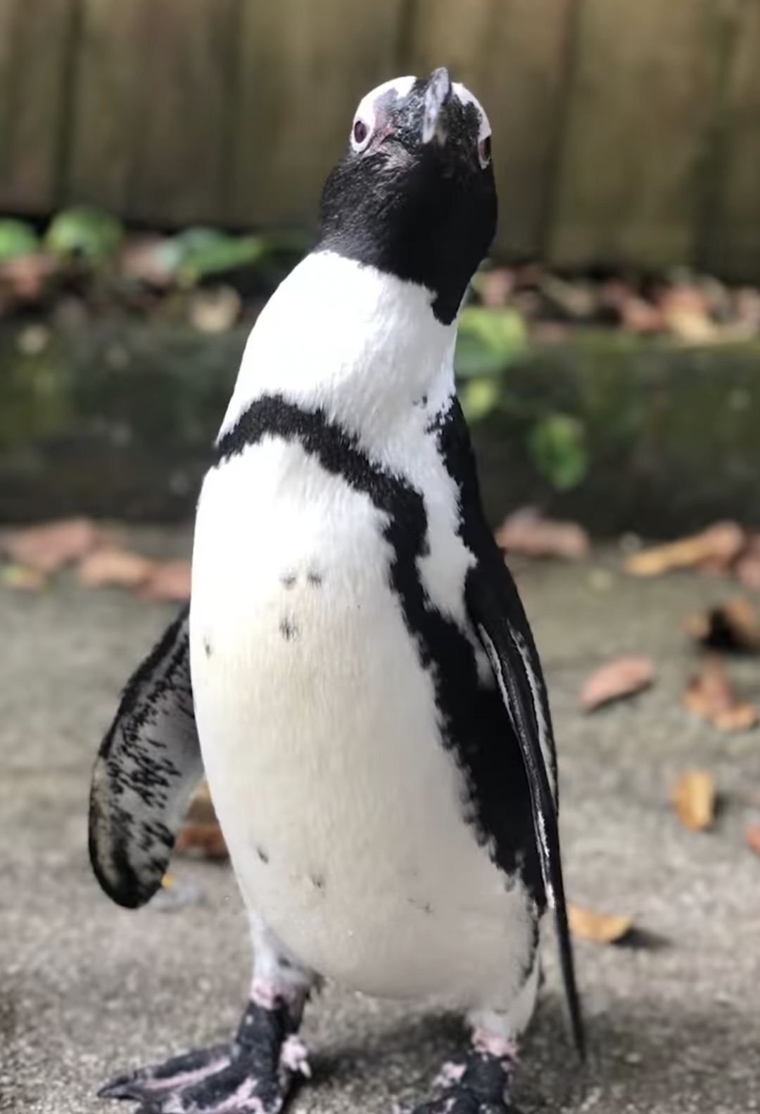 Ben, a 14-year-old African penguin (Photo: Mandai Wildlife Reserve)