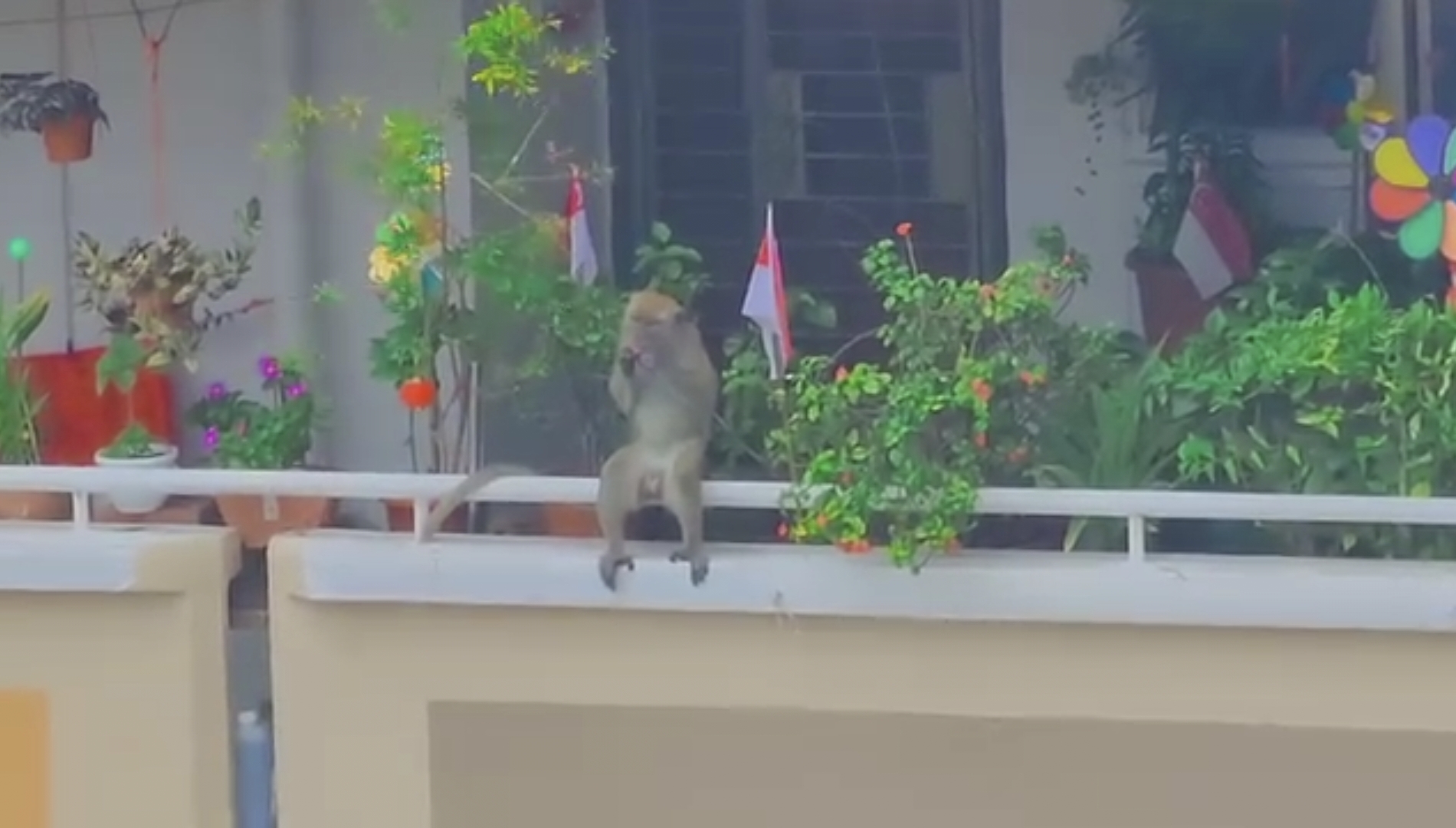 monkey eating fruits from resident's potted plant. (Photo: Facebook/Sha Fogo)