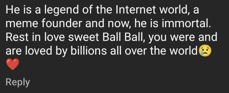 netizen comment on Cheems' Instagram.