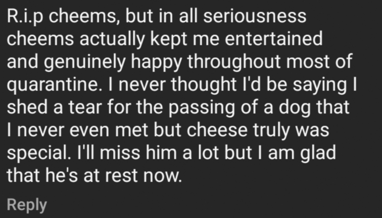 netizen comment on Cheems' Instagram.