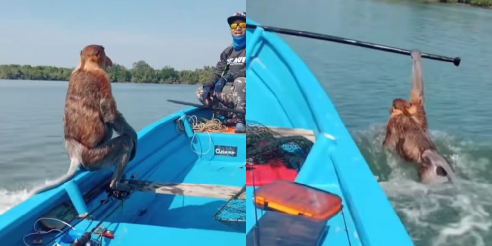 Local heroes assist endangered proboscis monkey cross the river on boat in Sarawak