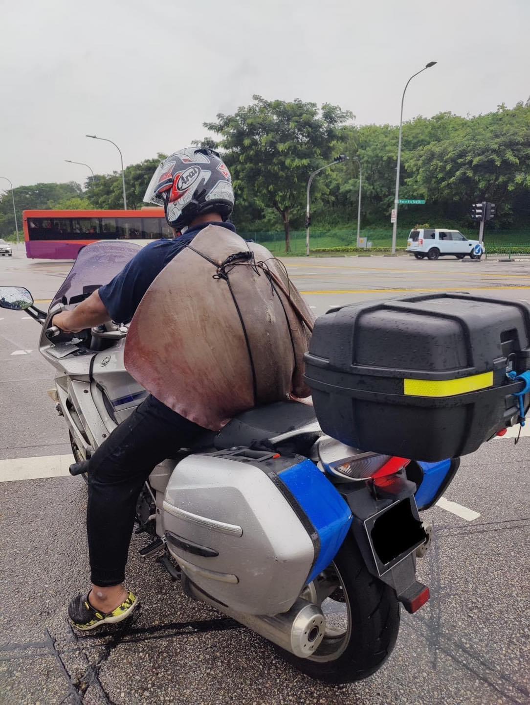 Stringray strapped to the back of a&nbsp;motorcyclist