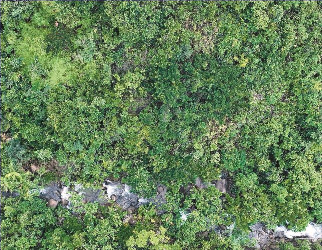 Aerial photographs depict Matthew Tsang amidst dense vegetation captured by a drone. (Photo: thestandard.com.hk)
