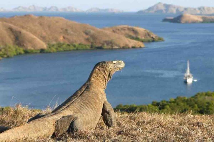 Illustration: The Komodo National Park, Indonesia. (Photo: liramedia.co.id)