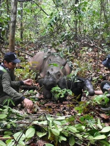 TNWK wildlife officers evacuating a newly born male rhino and its mother. (Photo: the documentary of TNWK Document).
