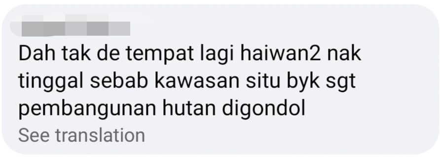 tapir comment