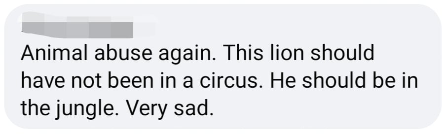 lion
