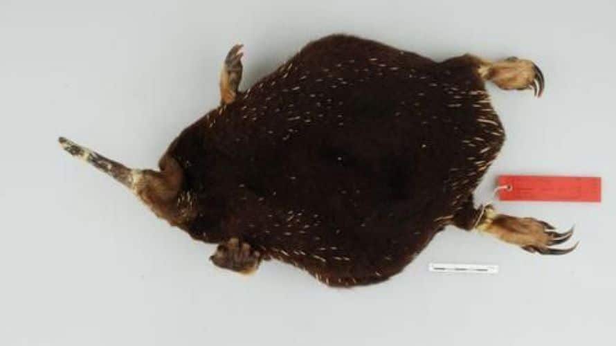 The only payangko specimen was found by a Dutch botanist in 1961 and was only named in 1998. (Photo: BBC News Indonesia)