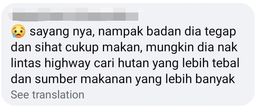 malayan tiger comment