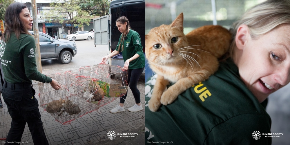 Vietnamese restaurant, accused of drowning 300 cats monthly, closed after animal welfare group's intervention