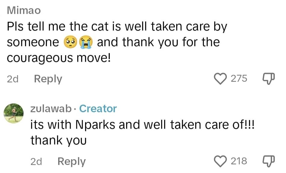 cat