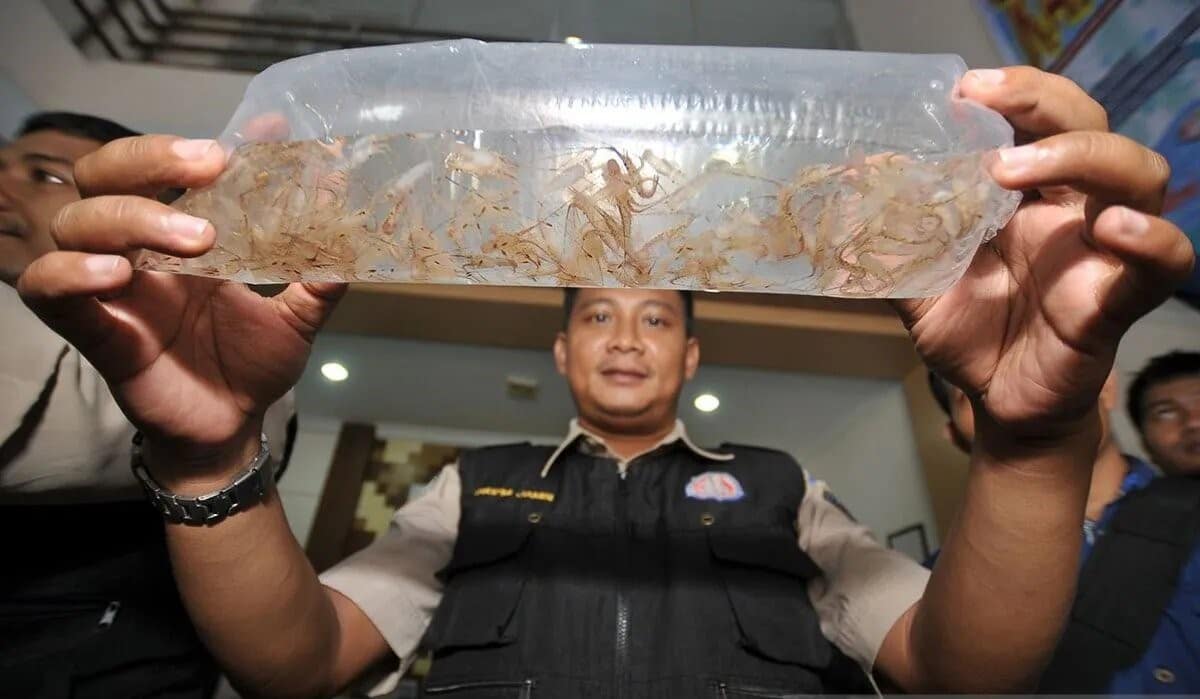 Illustration: The officers from the Fish Quarantine Station, Quality Control (KIPM), and Security of Fisheries Products Class I in Jambi display evidence of smuggled lobster seeds. (Photo: ANTARA)