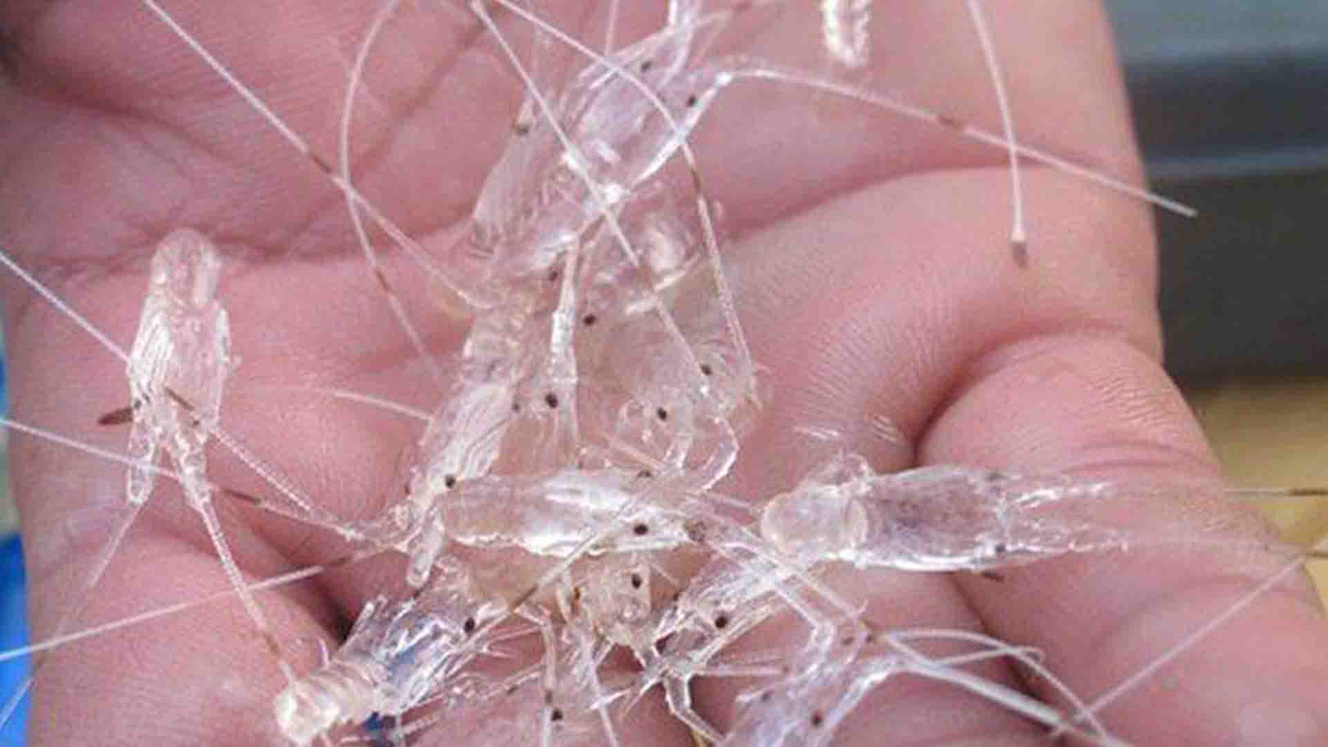 Illustration: Lobster seeds. (Photo: suarantb.com)