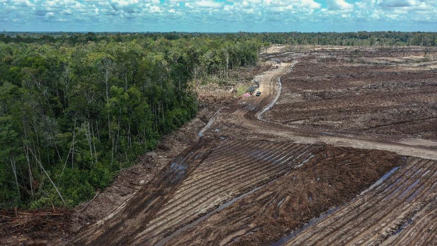 Land for the food estate project in Central Kalimantan Province. (Photo: ANTARA)