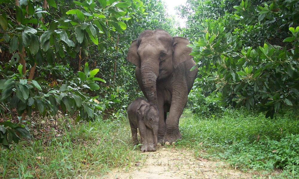 Sumatran elephant calf (Elephas maximus sumatrensis) Lisa and its mother from Tesso Nilo National Park, Riau, Indonesia.