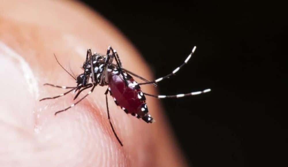 Dengue cases surge in Singapore in 2023 with six fatalities