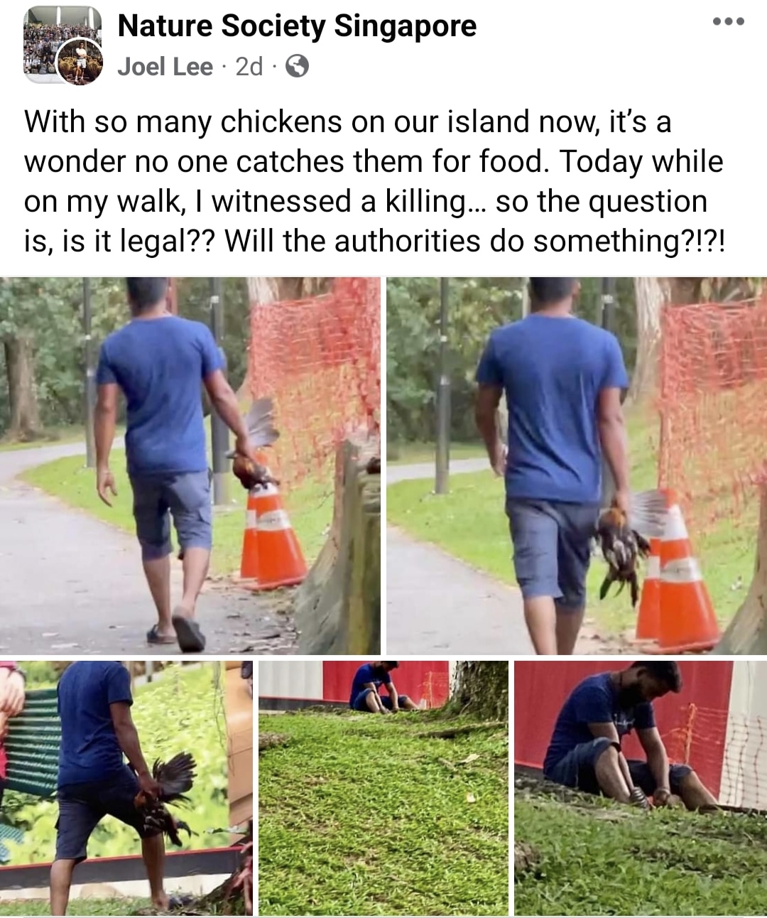Joel Lee Faebook post, man allegedly killed wild chicken in Pasir Ris Park