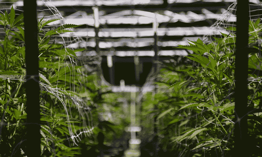 Germany partly decriminalizes marijuana use starting 1 April