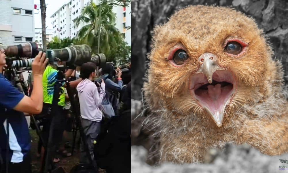 NParks urges distance as Telok Blangah owl nest attracts crowds